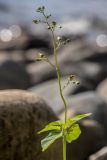 Scrophularia nodosa. Верхушка цветущего растения. Карелия, Прионежский р-н, окр. г. Петрозаводск, каменистый берег. 22.08.2025.