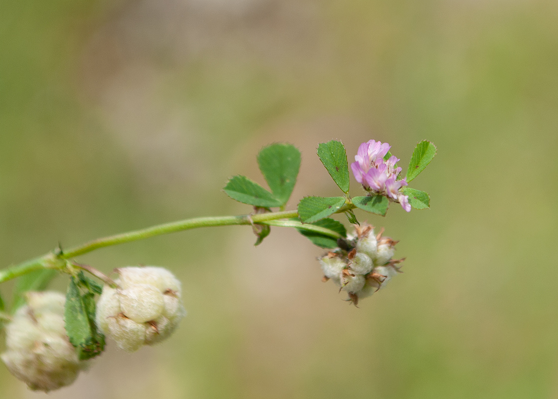 Изображение особи Trifolium tomentosum.