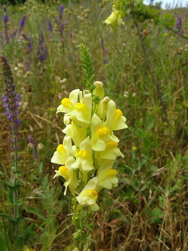 Изображение особи Linaria vulgaris.