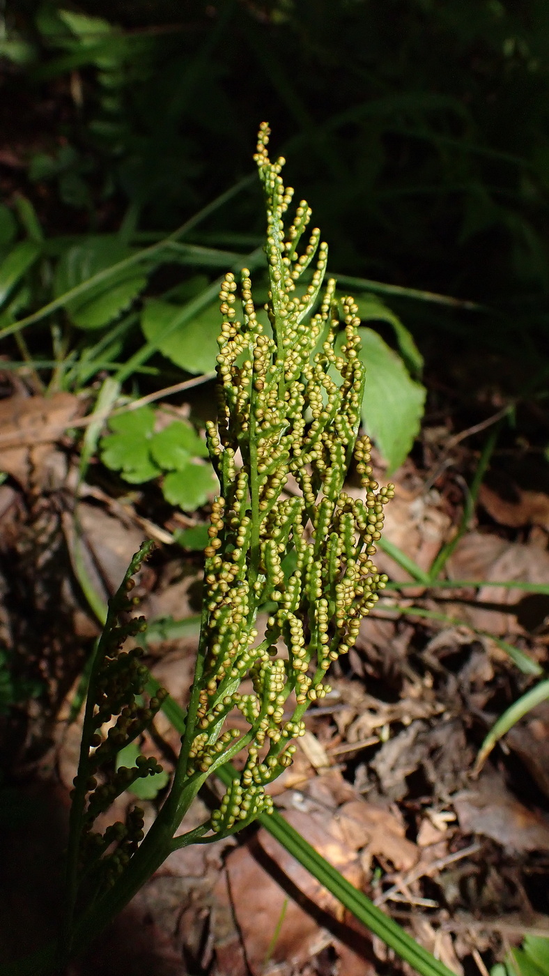 Изображение особи Botrychium robustum.
