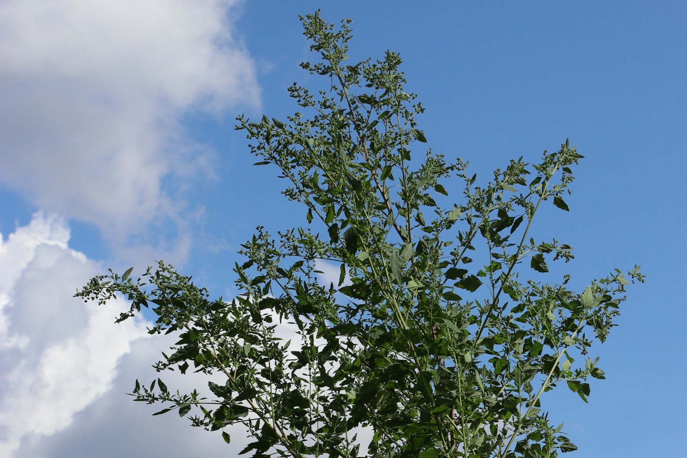 Image of Chenopodium album specimen.