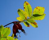 genus Rosa. Верхушка побега с соплодиеми и листом с грибными (?) повреждениями (вид на абаксиальную сторону). Пермский край, Добрянский р-н, Краснослудское сельское поселение, окр. дер. Бобки, дол. р. Осиновки, склон задернованной береговой террасы. 15 сентября 2024 г.