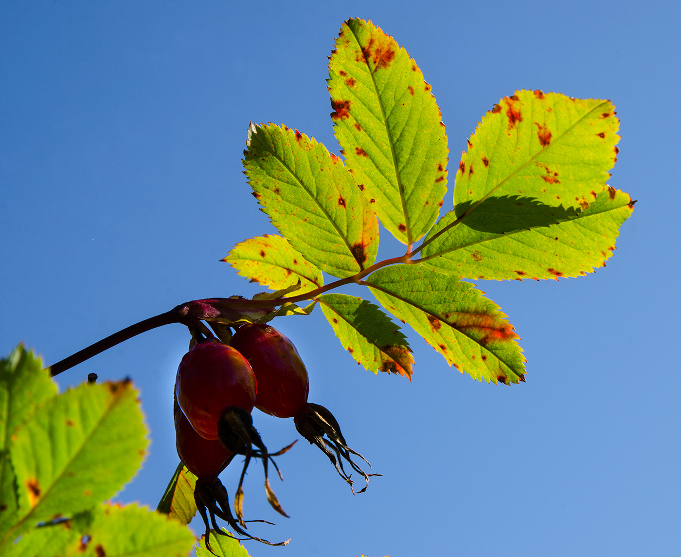 Image of genus Rosa specimen.