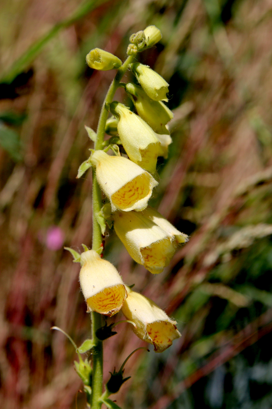 Image of Digitalis grandiflora specimen.