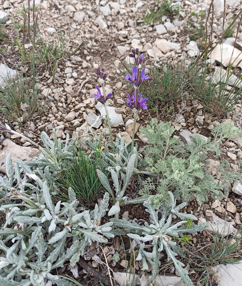 Изображение особи Salvia canescens.