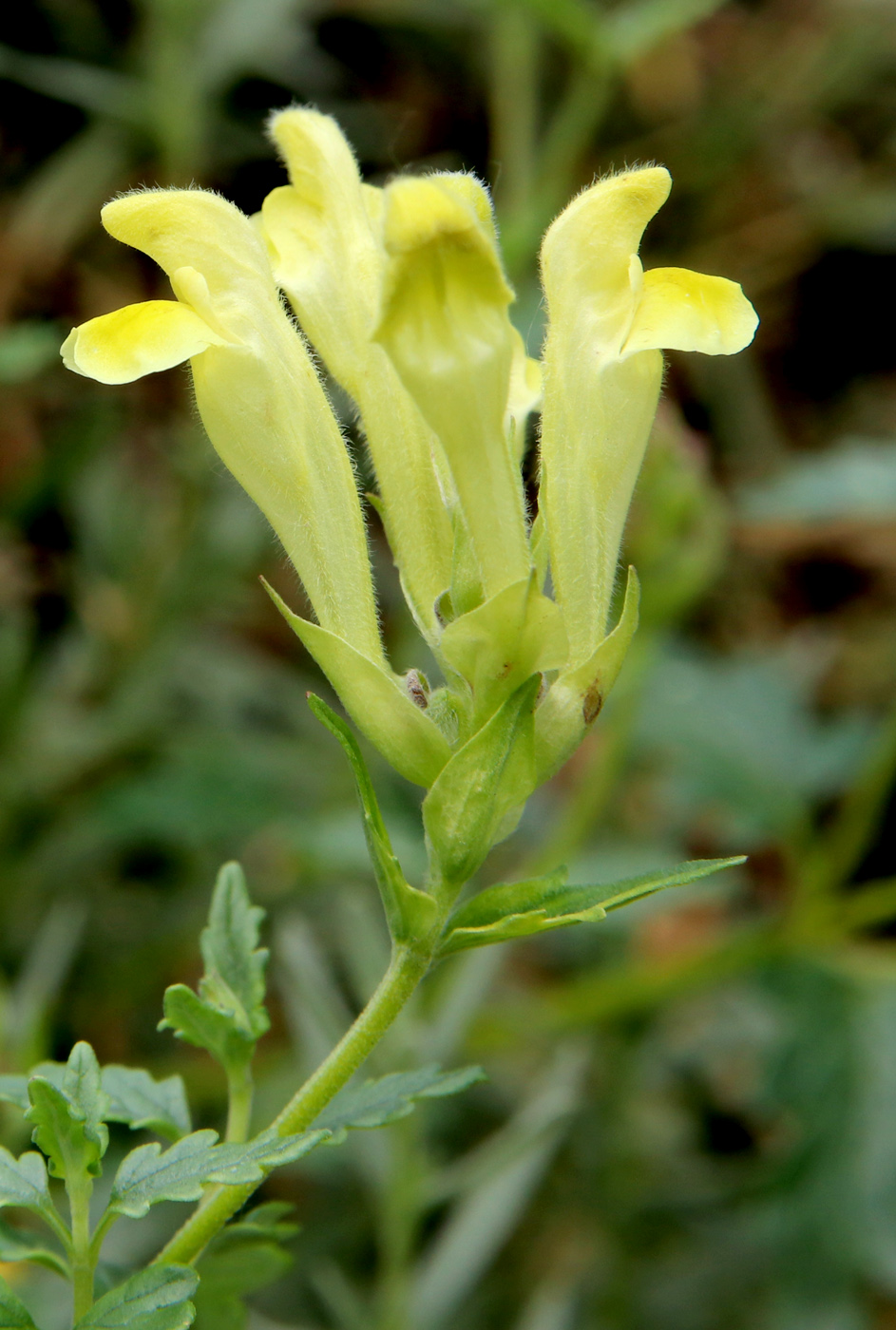 Image of Scutellaria orientalis specimen.