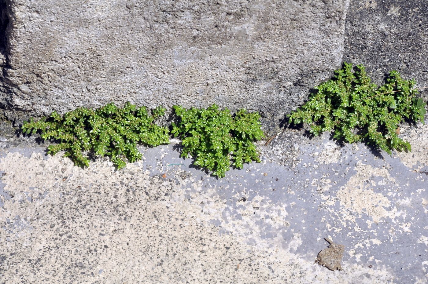Image of Pilea microphylla specimen.