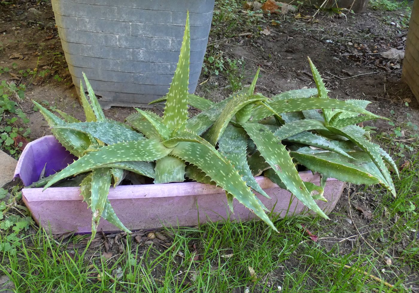Image of genus Aloe specimen.