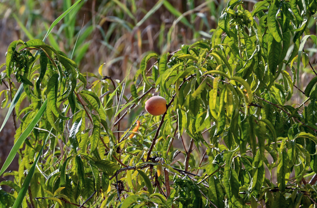 Изображение особи Persica vulgaris.