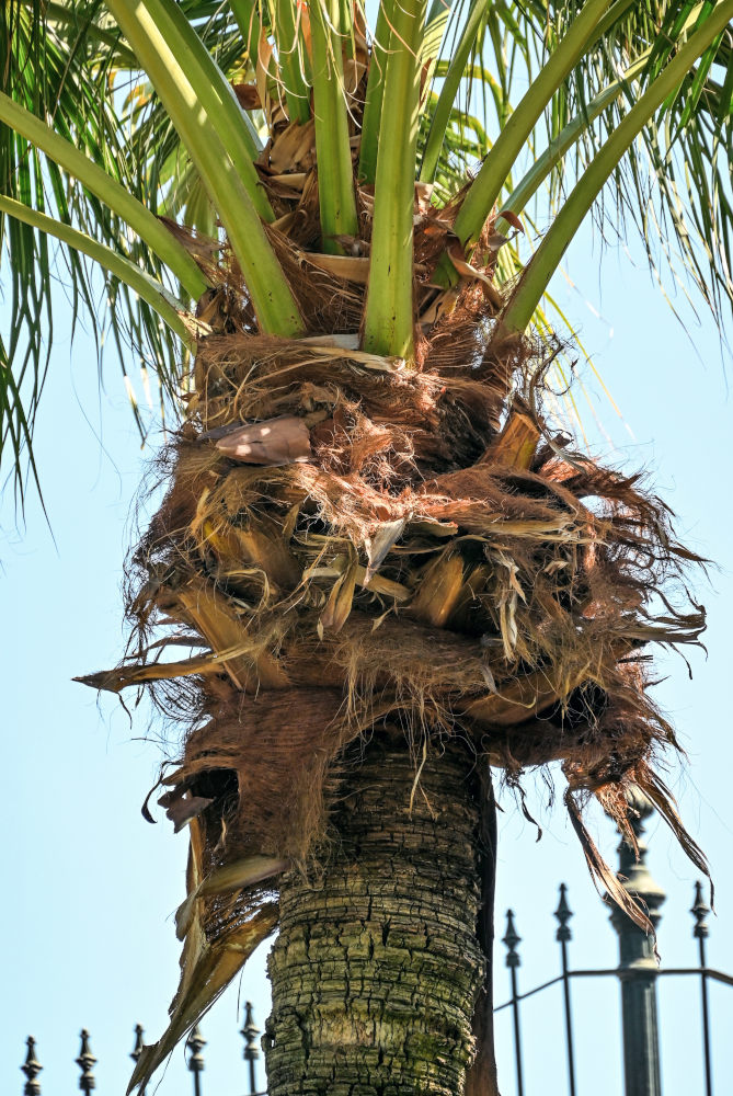 Изображение особи Livistona chinensis.