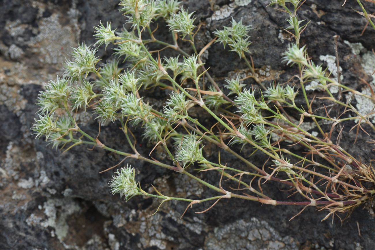 Изображение особи Queria hispanica.