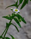 Erigeron strigosus. Верхушка побега с соцветием и бутонами. Китай, пров. Аньхой, дер. Хунцунь, у стены дома. 28.05.2025.