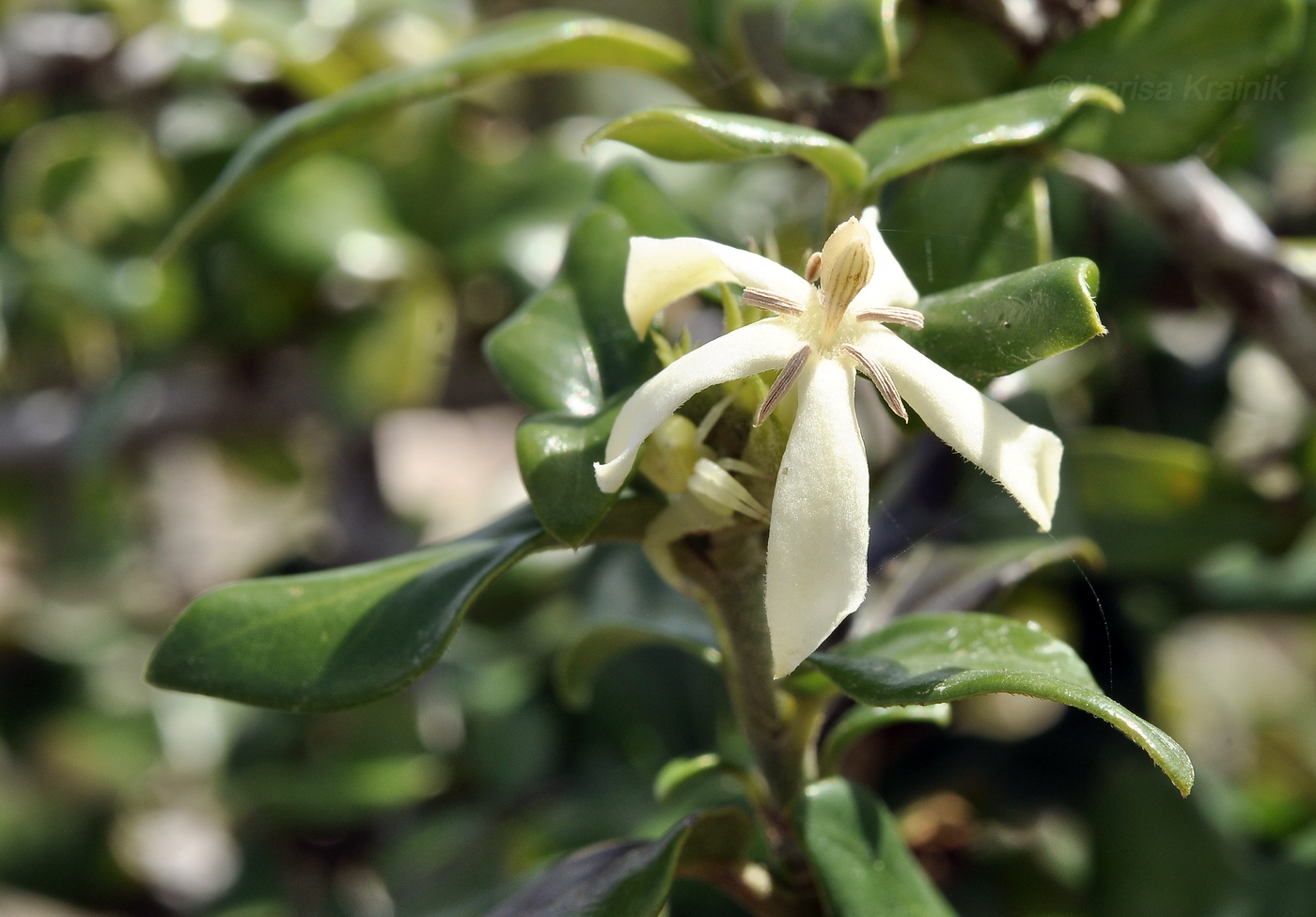 Image of familia Rubiaceae specimen.