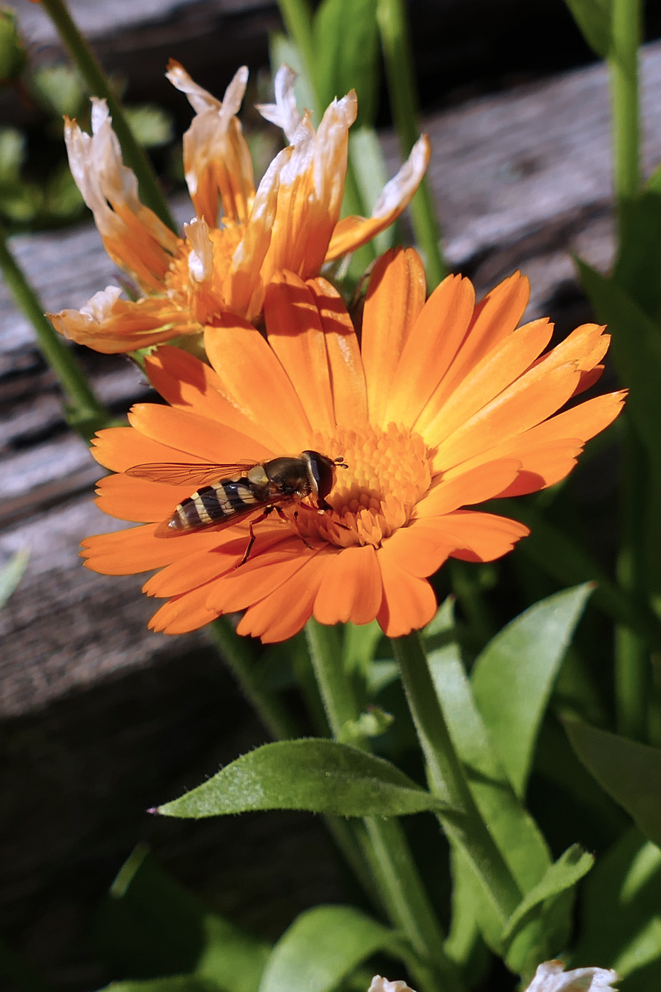 Image of Calendula officinalis specimen.