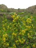 Ribes aureum. Ветви с соцветиями. Крым, Балаклава, приморский склон возле родника. 1 мая 2011 г.