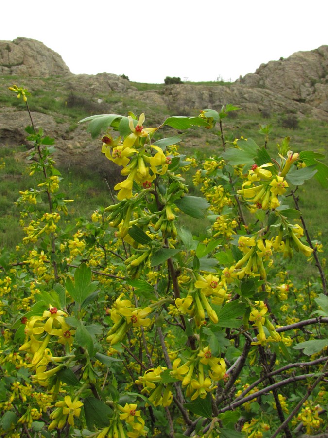 Image of Ribes aureum specimen.