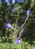 Campanula persicifolia. Часть побега с цветками и бутонами. Испания, Каталония, пров. Барселона, комарка Осона, муниципалитет Виланова-де-Сау, водохранилище Сау, залесённый склон сев. экспозиции, обочина дороги. 31.05.2026.