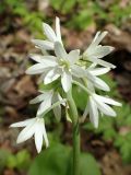 Clintonia udensis. Соцветие. Хабаровский край, окр. г. Комсомольск-на-Амуре, лиственный лес. 19.05.2026.