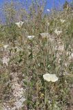 Convolvulus scammonia. Цветущие растения на побегах Potentilla sp. Крым, Севастополь, Инкерман, заброшеныый карьер. 21.06.2026.