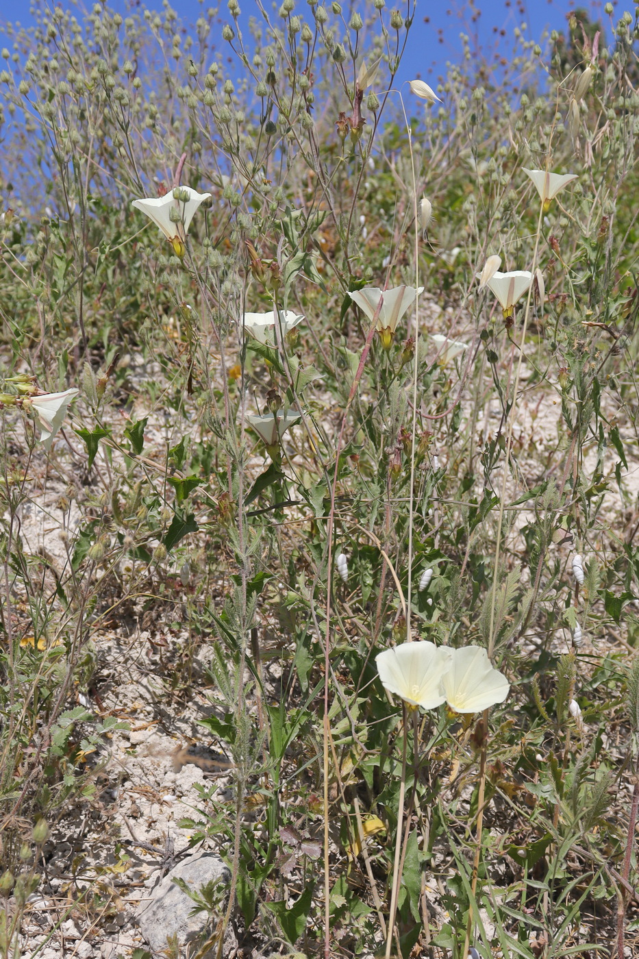 Image of Convolvulus scammonia specimen.