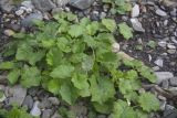 Tussilago farfara. Вегетирующее растение. Республика Дагестан, Ахтынский р-н,. с.Зрых. Горное ущелье, правый берег р. Самур. 15.07.2026.