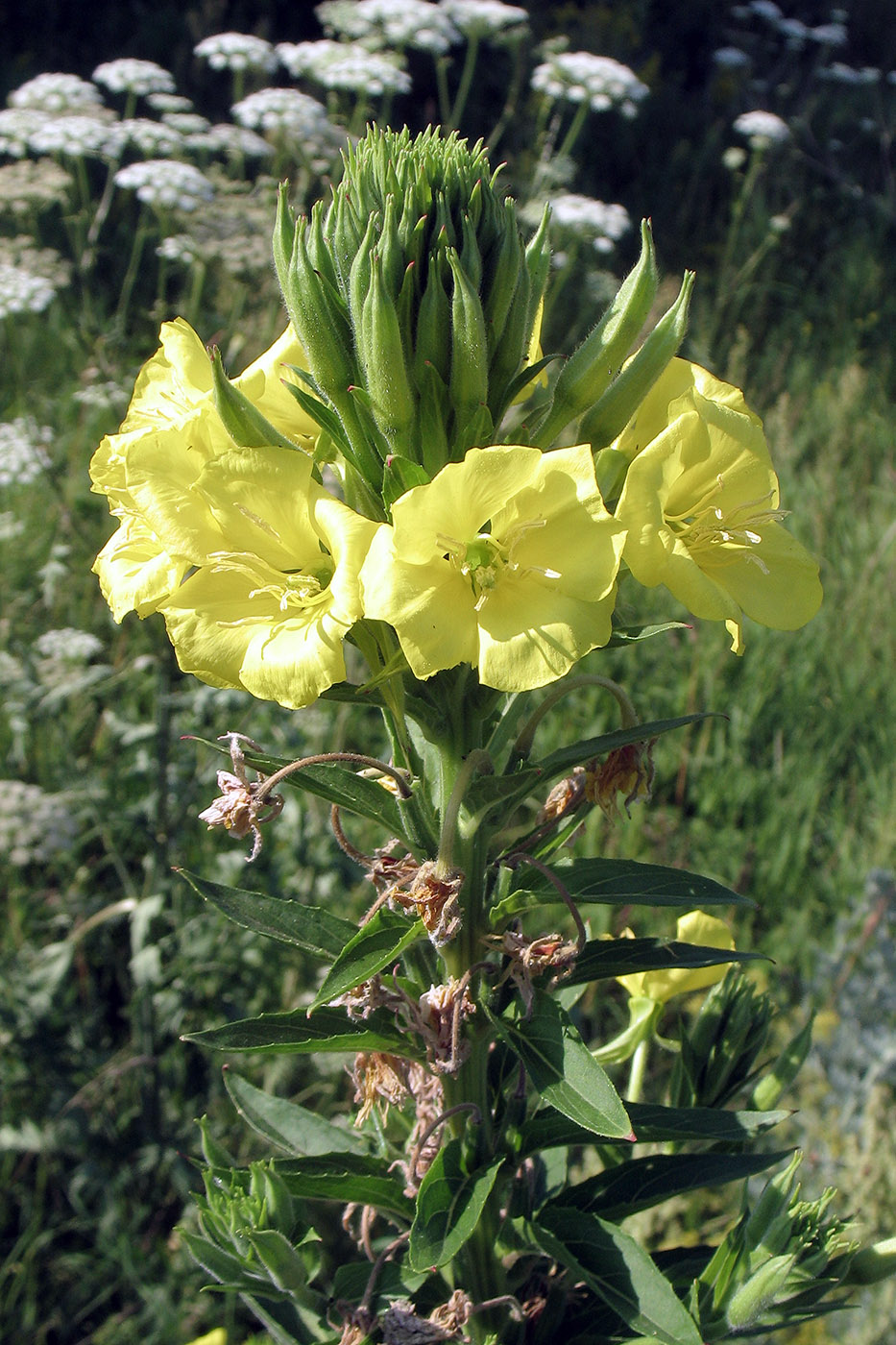 Изображение особи Oenothera biennis.