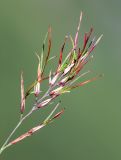 Festuca chionobia. Соцветие с прорастающими луковичками. Хабаровский край, р-н имени Лазо, массив горы Ко, седловина между горами Столовая и Ко, выс. ≈ 1740 м н.у.м., на каменной россыпи. 02.08.2026.