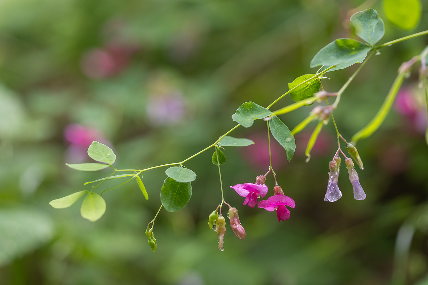 Image of Lathyrus roseus specimen.