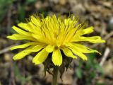 genus Taraxacum. Соцветие. Смоленская обл., Смоленский р-н, окр. пос. Каспля, склон доломитового холма. 08.05.2011.