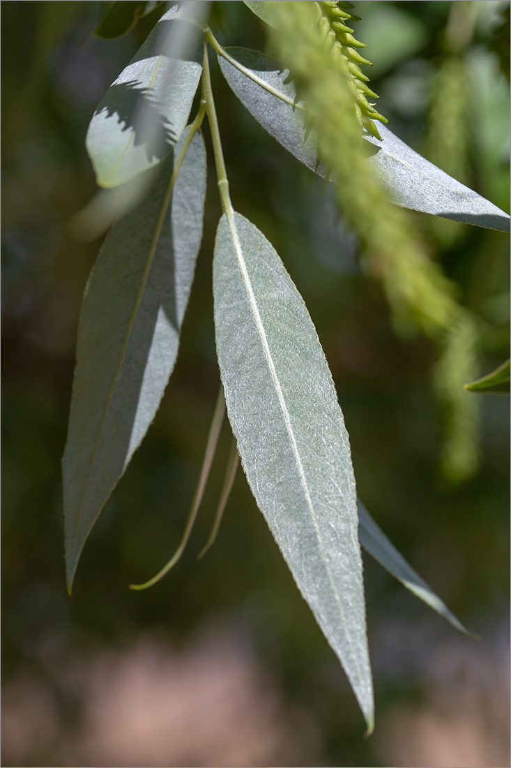 Изображение особи Salix alba.