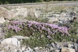 Thymus helendzhicus. Цветущее растение. Краснодарский край, м/о г. Новороссийск, Маркотхский хр., Андреевский пер., петрофитная степь. 8 августа 2026 г.