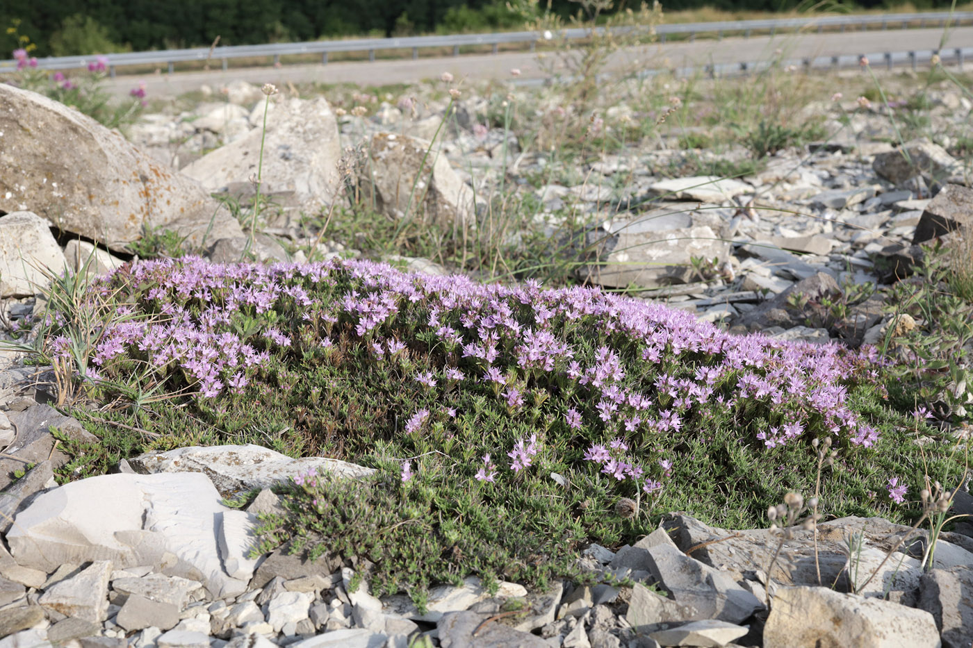 Image of Thymus helendzhicus specimen.