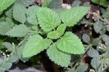 Melissa officinalis