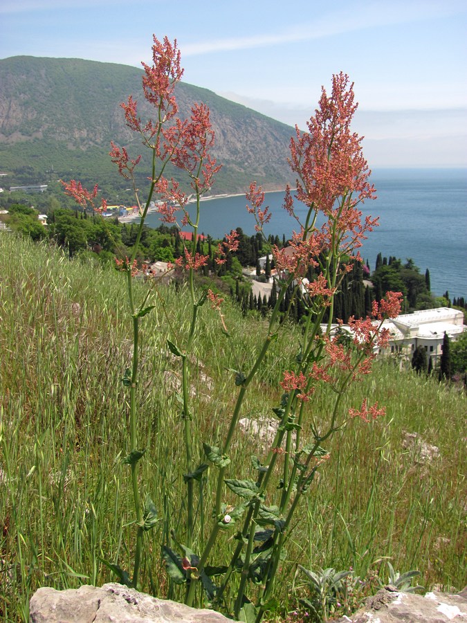 Image of Rumex tuberosus specimen.