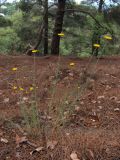 Anthemis tinctoria