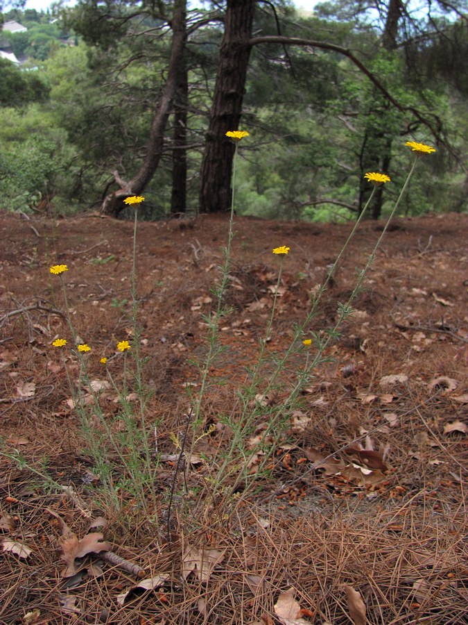 Изображение особи Anthemis tinctoria.