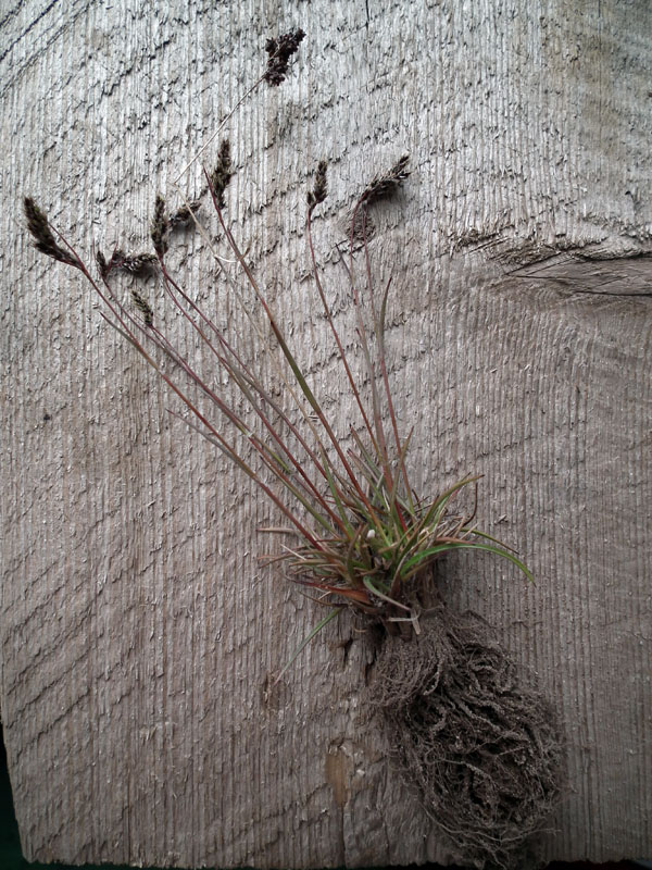 Image of Luzula spicata specimen.