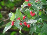 Lonicera tatarica. Плодоносяшее растение. Краснодарский край, Кущёвский р-н, станица Шкуринская, полезащитная лесопосадка. 01.07.2011.