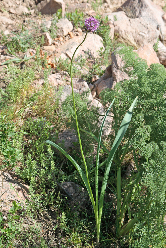Изображение особи Allium severtzovioides.
