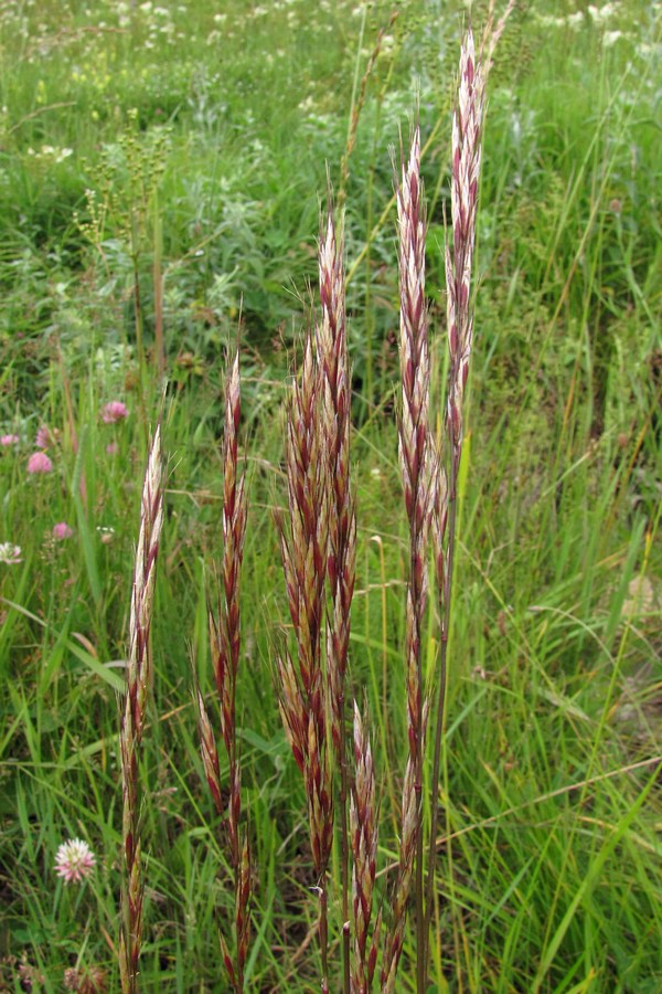 Image of Helictotrichon compressum specimen.