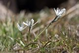 Scilla puschkinioides