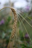 Hordeum distichon