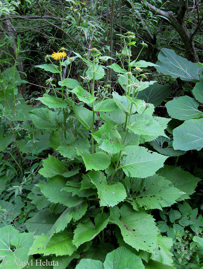 Изображение особи Telekia speciosa.