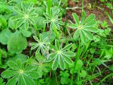 Lupinus pilosus. Вегетирующее растение. Израиль, Шарон, Кфар Шмариягу, сосновая роща. 09.01.2008.