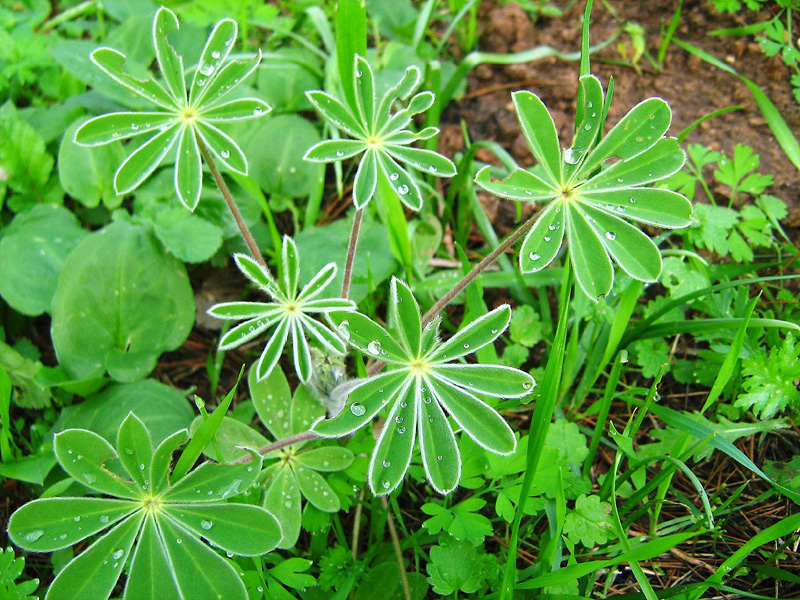 Изображение особи Lupinus pilosus.