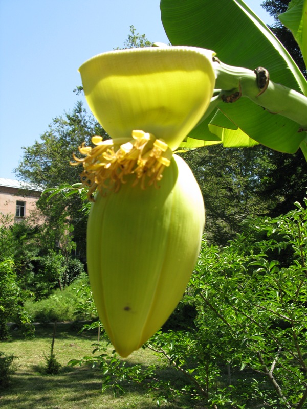 Image of Musa basjoo specimen.