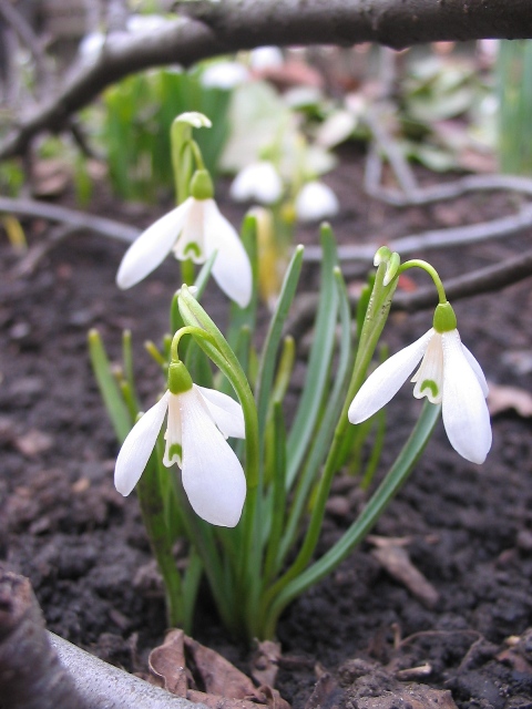 Изображение особи Galanthus angustifolius.