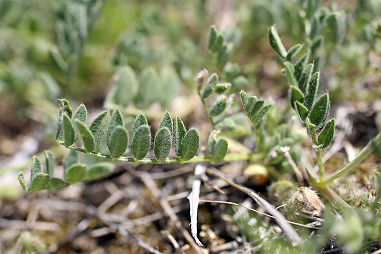 Изображение особи Astragalus sesamoides.