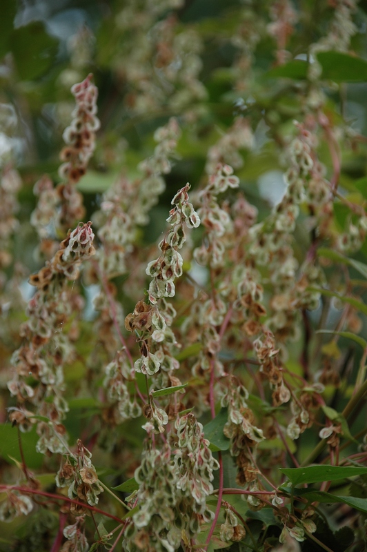 Image of Fallopia dumetorum specimen.