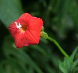 Ipomoea × multifida. Цветок. Московская обл., Раменский р-н, окр. дер. Хрипань, садовый участок. 14.08.2011.